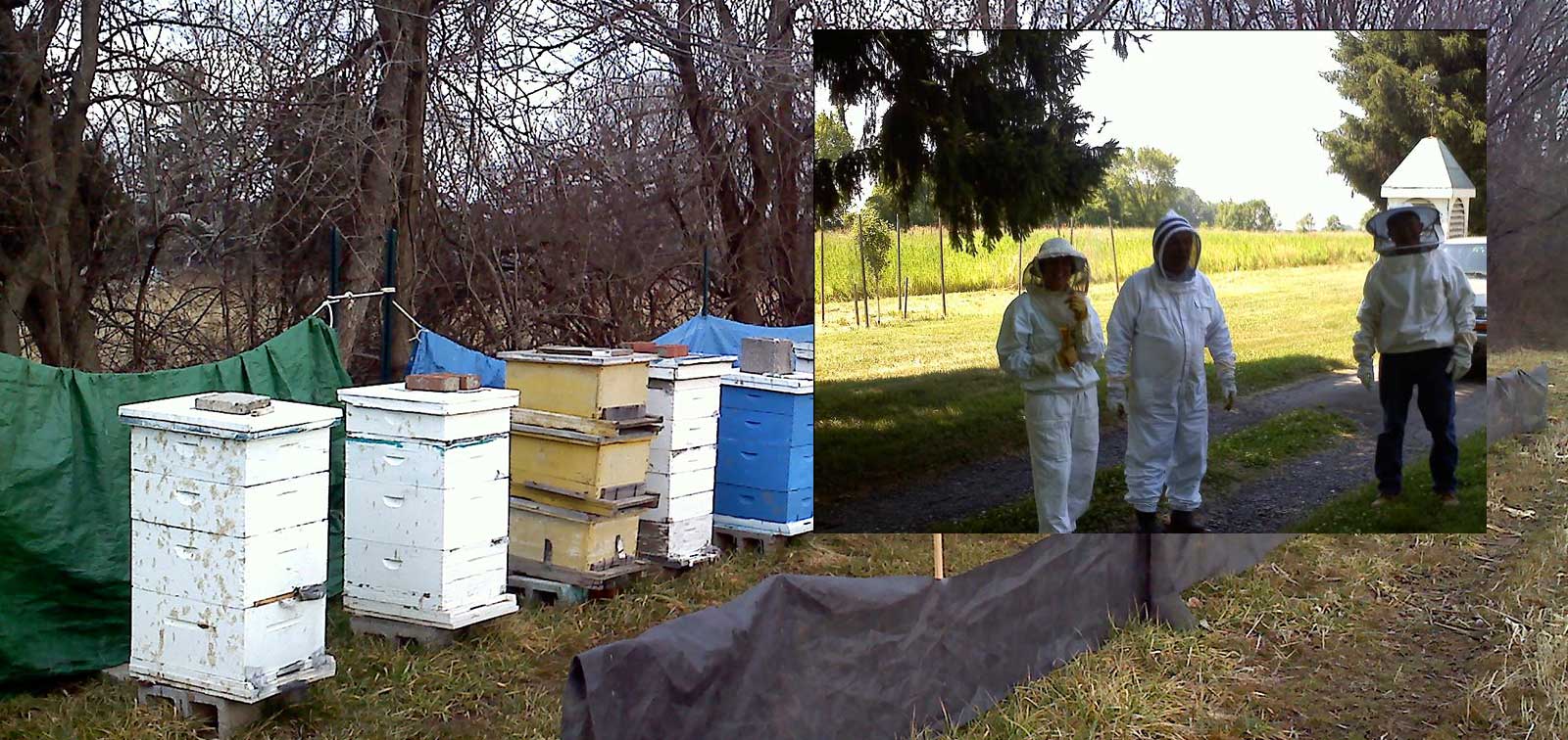 photo of Beehives and inset of Beekeepers