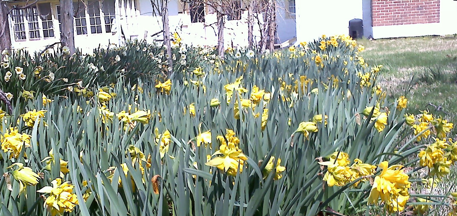 photo of daffodils at the Penrose-Strawbridge House in Horsham