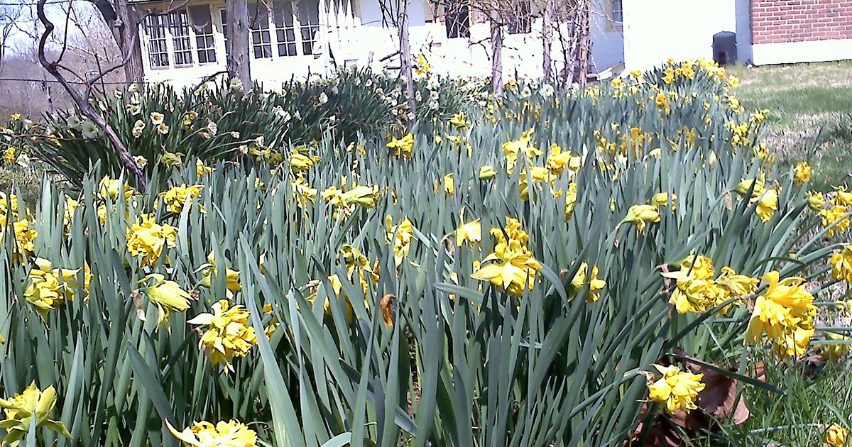 photo of daffodils at the Penrose-Strawbridge House in Horsham